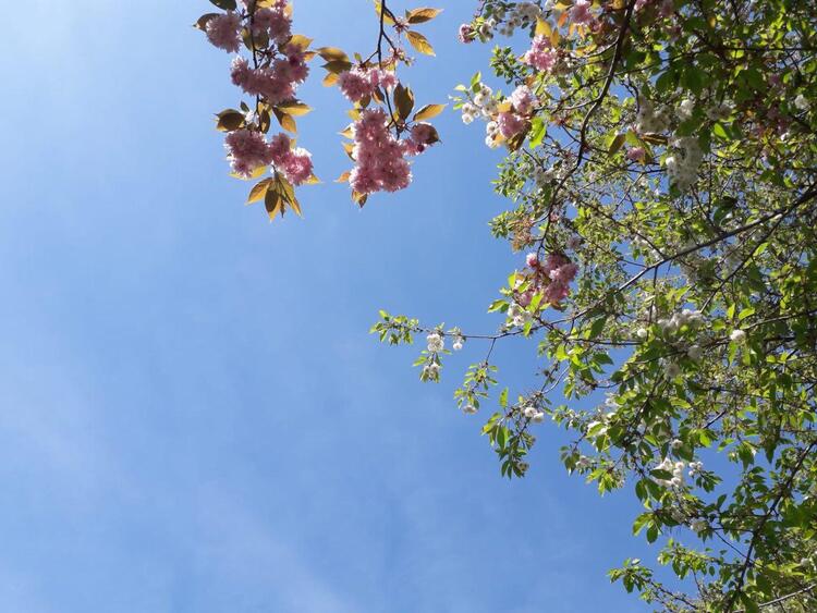 Pink blossom