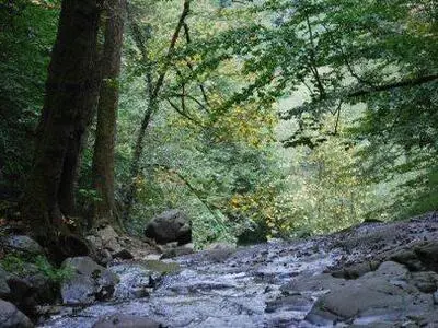 river through forest.jpg